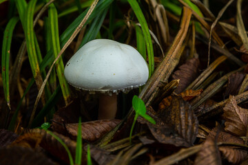 Neofavolus alveolaris mushroom grows among fallen leaves and grass in a lush forest environment during autumn