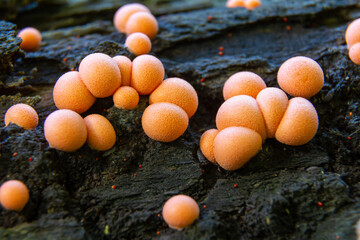 Lycogala epidendrum, commonly known as wolf's milk slime mold, clusters on decaying wood in a...
