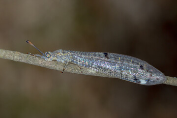 Antlion Lacewing - Bandidus canifrons - Australian Insect Predator