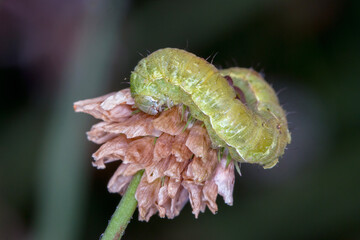 Green Caterpillar on Dry Flower Head - Macro Photography