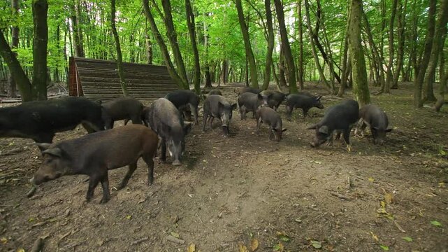 Pack of wild black pigs in the forest wide angle shot