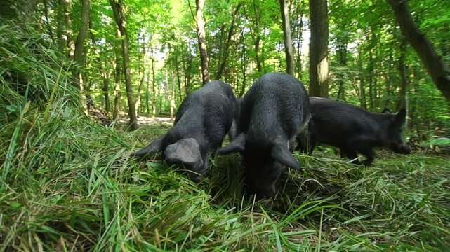 Several wild black pigs eat green grass in the forest

