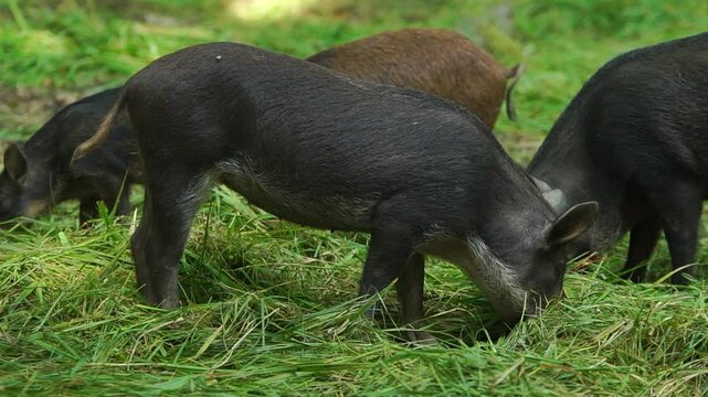 Wild black pig eats some food in the forest telephoto shot with shallow depth of field