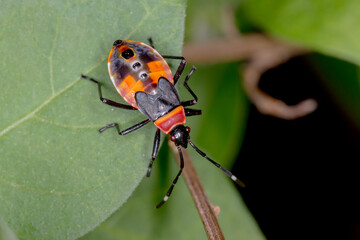 Young Harlequin Bug Instar (Dindymus versicolor) - Vibrant Australian Insect