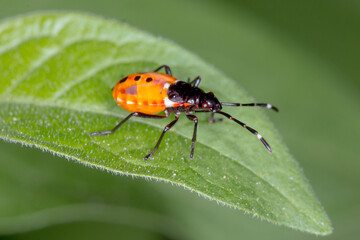 Dindymus versicolor (Harlequin Bug) - Vibrant Australian Insect Nymph
