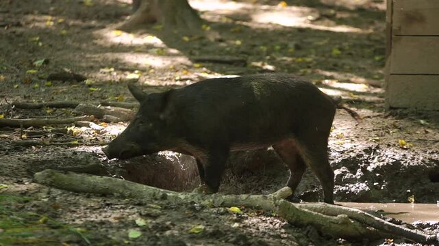 Wild boar stands up from the puddle in the forest, shakes itself off and walks away