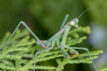 False Garden Mantis - Pseudomantis albofimbriata - portrait on green foliage