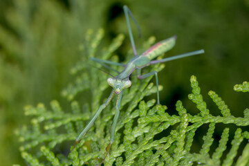 False Garden Mantis - Pseudomantis albofimbriata - head-on view in natural habitat