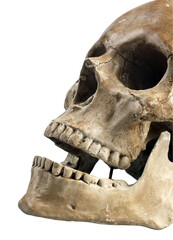 Ancient Human Skull Close-Up &ndash; Realistic Fossil Skeleton Image