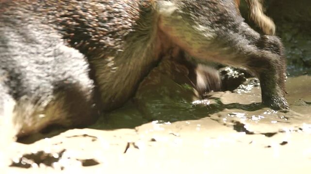 Funny young wild dark-haired boar walks in a mud and lies down, bathes and shakes itself off on sunny day in the forest extreme closeup
