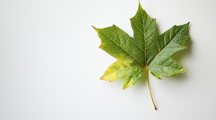 Colorful green maple leaf resting on a light surface highlighting its intricate veins and unique shape