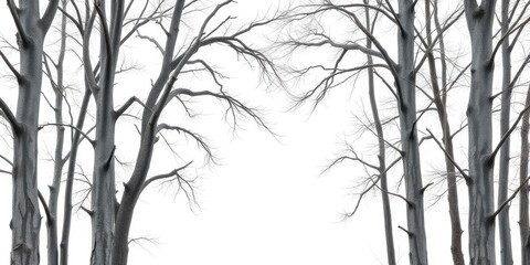Dead, dry, gray tree trunks against white background, isolated,  clipping path