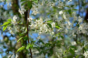 Cherry blossoms against a blue sky. Beautiful white cherry blossoms close up