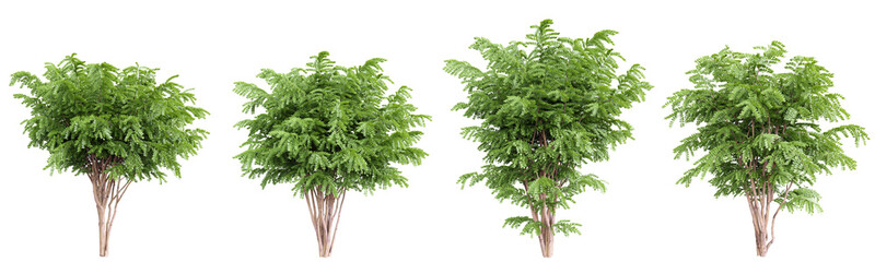 Black Locust tree on transparent background.3d rendering