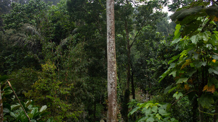 Lush Forest with Tall Trees and Dense Greenery
