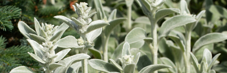 Stachys byzantina. A plant with thick, light green leaves covered with fine hairs.