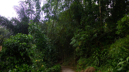 Pathway into a Lush Green Forest with Dense Plants on Both Sides