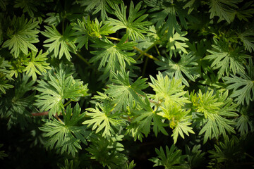Group of leaves with irregular shape. Light and shadow, background.