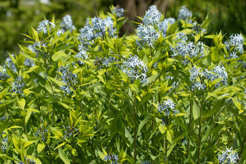 Amsonia tabernaemontana. A group of blooming small flowers on a long stem with small leaves.