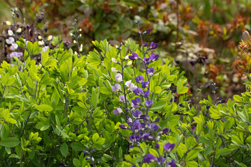 Fine blue-purple flowers, spring.