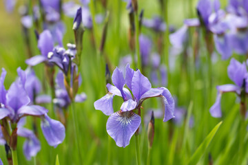 Iris sibirica. Blue-purple irises, color, spring, group.