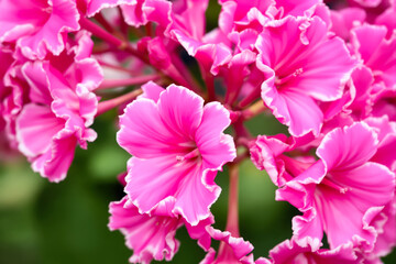 close-up view of vibrant hot pink ruffled flowers in full bloom