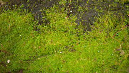 Natural Moss Growing on Stone Surface