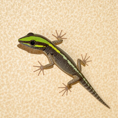 Naklejka premium close-up of a small green and black striped lizard on a beige textured surface