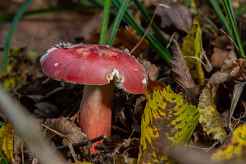 Russula rosea synonym Russula lepida, known as the rosy russula, is a north temperate, commonly found mushroom of the large brittlegill genus Russula