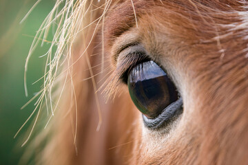 Extreme Close-Up of Horse Eye with Reflection and Long Eyelashes