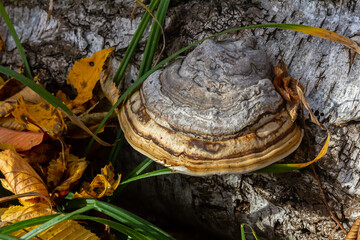 Fomitopsis pinicola, is a stem decay fungus common on softwood and hardwood trees. Its conk fruit body is known as the red-belted conk. The species is common throughout temperate Europe and Asia