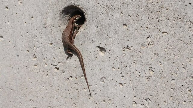 L&eacute;zard qui entre dans  l'orifice d'un mur