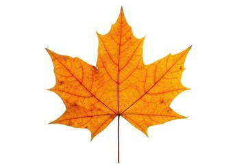 Fototapeta premium Autumn foliage maple leaf vibrant color isolated closeup view isolated on white background