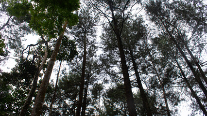 Tall Tree Shot from Below with Sky Background