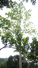 Tall Tree Shot from Below with Sky Background