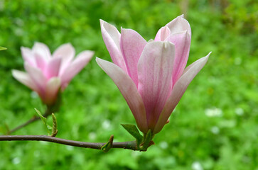 Obraz premium Closeup magnolia 'Red Lucky' pink-white spring blooming tree branch with flowers and young leaves. Landscaping,gardening concept. Free copy space.