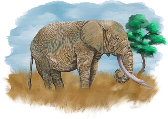 Fototapeta premium Elephant water color 