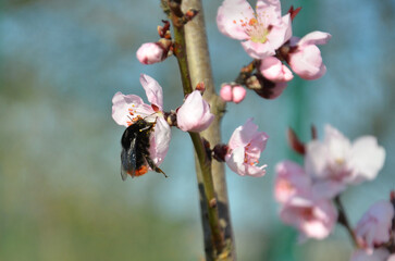  Bee collecting nectar from blooming peach tree  Closeup photo outdoors. Pollination by bee...