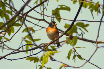 Obraz premium 木の枝にとまるあとり（野鳥）