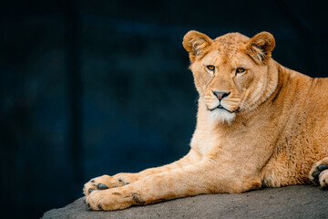lion in the zoo