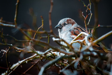 Birds in the forest in the Czech Republic