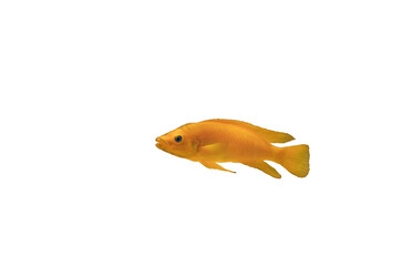 Lemon cichlid fish (Neolamprologus leleupi) isolated on transparent background, side view