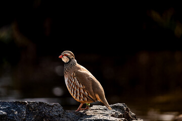 Birds  in a zoo in the Czech Republic