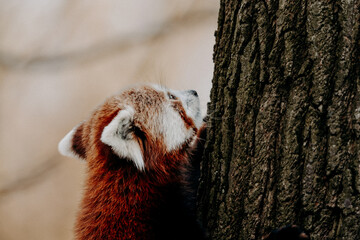 Red panda in a zoo in the Czech Republic