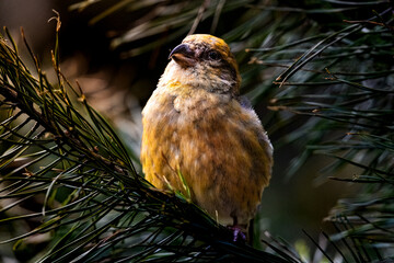 Birds  in a zoo in the Czech Republic