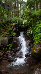 Clear Forest Spring Water in a Lush Forest Environment