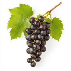 Fototapeta premium Grapes on Vine with Green Leaves Growing in Vineyard Under Bright Sunlight During Summer Months