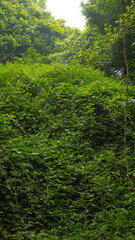 Lush Green Forest Plants for Natural Background
