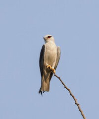 Black winged kite  perched on branch.