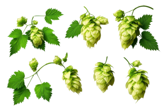 fresh hop seed cones and leaves collection with real transparent shadow isolated on transparent background; png food design element